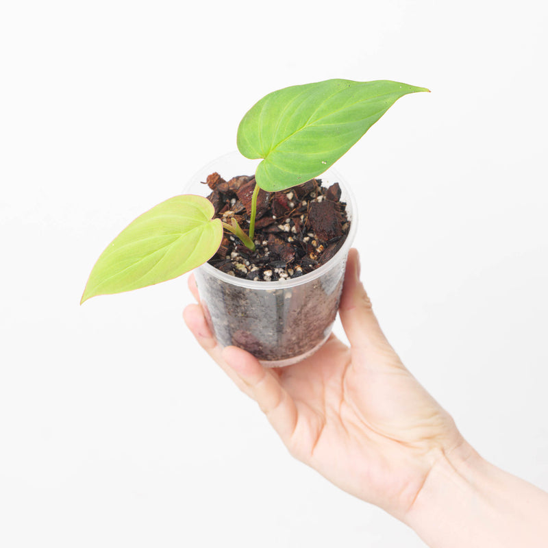 Philodendron brunicaule 9cm Plants GrowTropicals