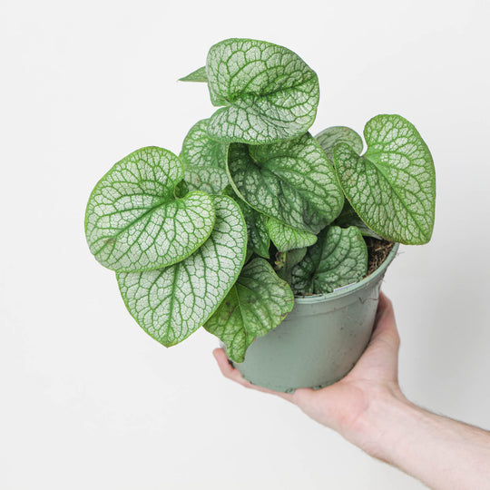 Brunnera macrophylla 'Mega Heart' Plants - Outdoor GROW TROPICALS
