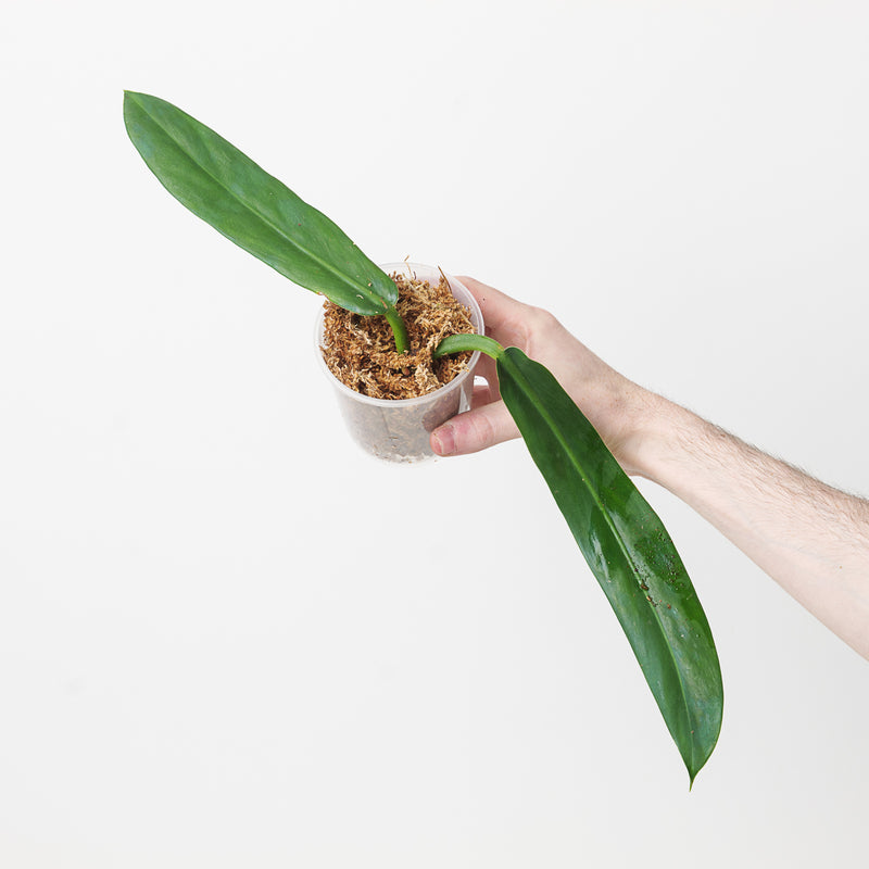 Philodendron Burle Marxii aff — 9cm