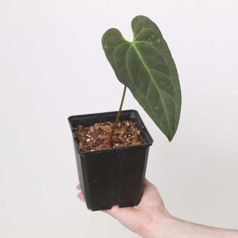 Anthurium BVIT x Naomi Plants GrowTropicals