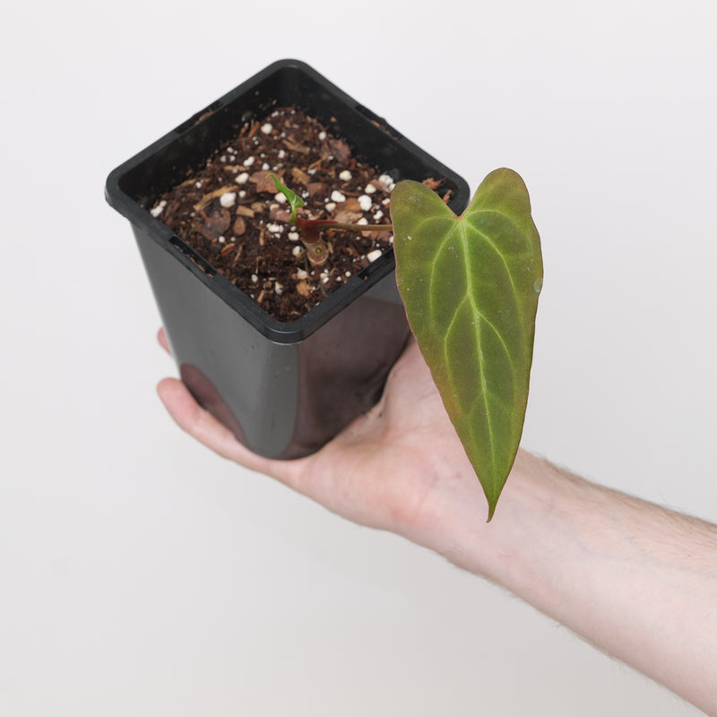 Anthurium BVIT x Naomi 12cm Grower's Choice Plants GrowTropicals
