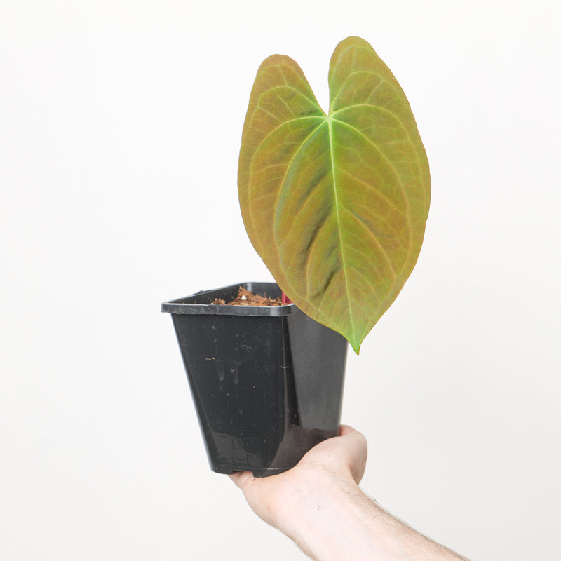Anthurium BVIT xSelf Plants GrowTropicals