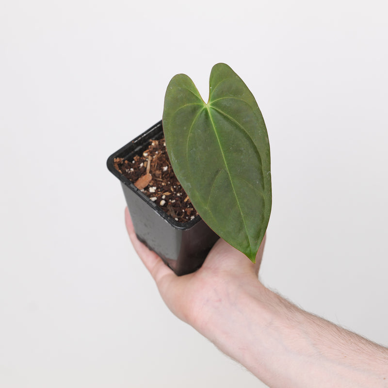 Anthurium BVIT xSelf — 9cm (Grower's Choice)