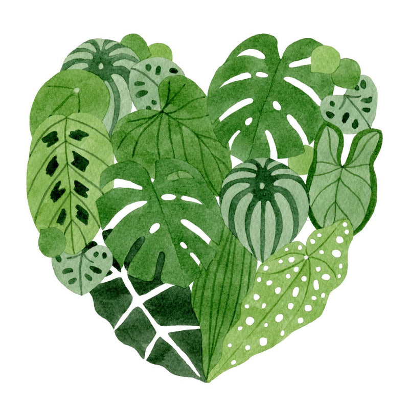 Houseplant Heart Card Gifts Katrina Sophia