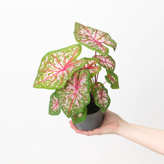Caladium 'Carolyn Wharton' 13cm Plants GrowTropicals