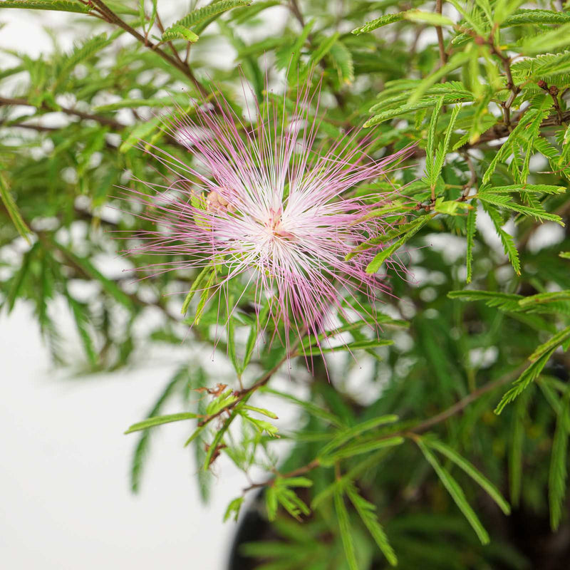 Calliandra surinamensis Plants - Outdoor GROW TROPICALS