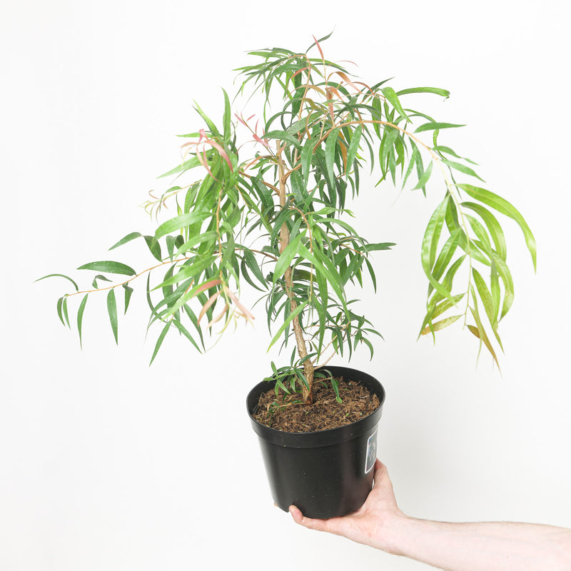 Callistemon salignus 19cm / 3L Plants - Outdoor GROW TROPICALS