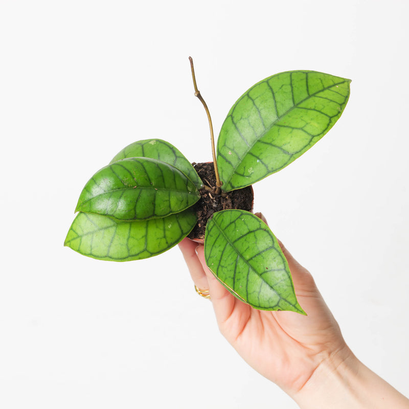 Hoya callistophylla P2 Plants GrowTropicals