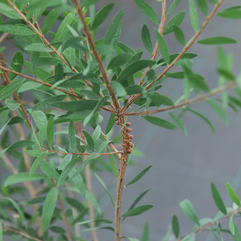 Callistemon citrinus violaceus Plants - Outdoor GROW TROPICALS