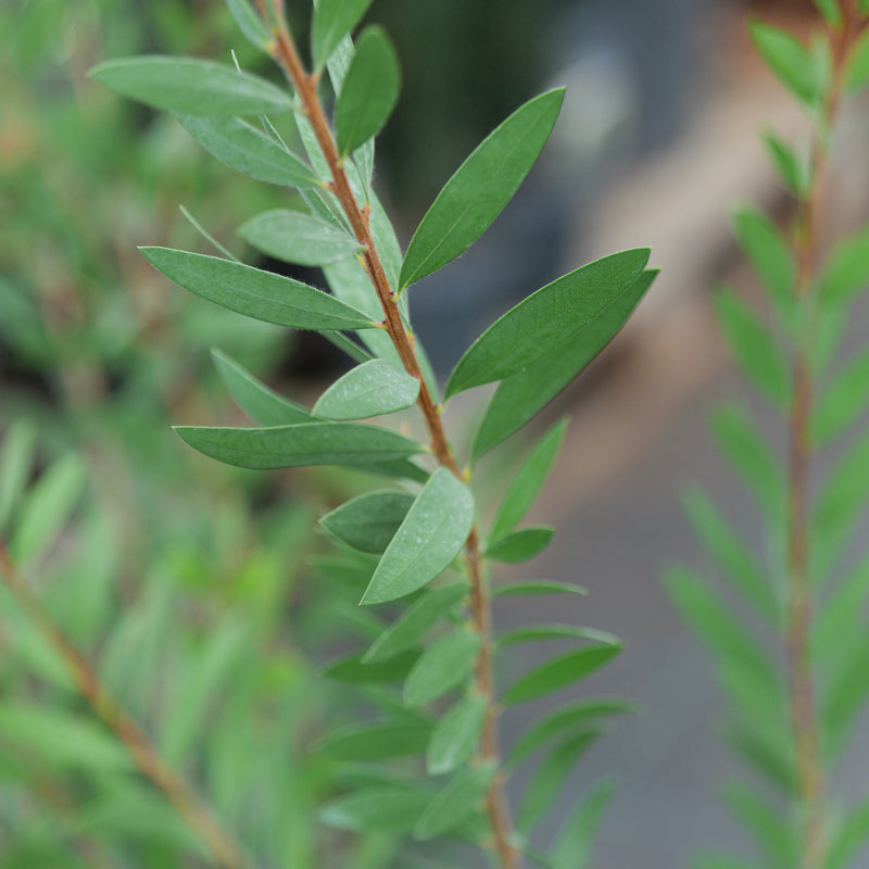 Callistemon citrinus violaceus Plants - Outdoor GROW TROPICALS