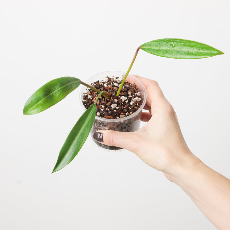 Philodendron callosum 9cm Plants GrowTropicals