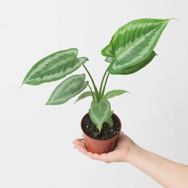 Schismatoglottis calyptrata 10.5cm Plants GrowTropicals