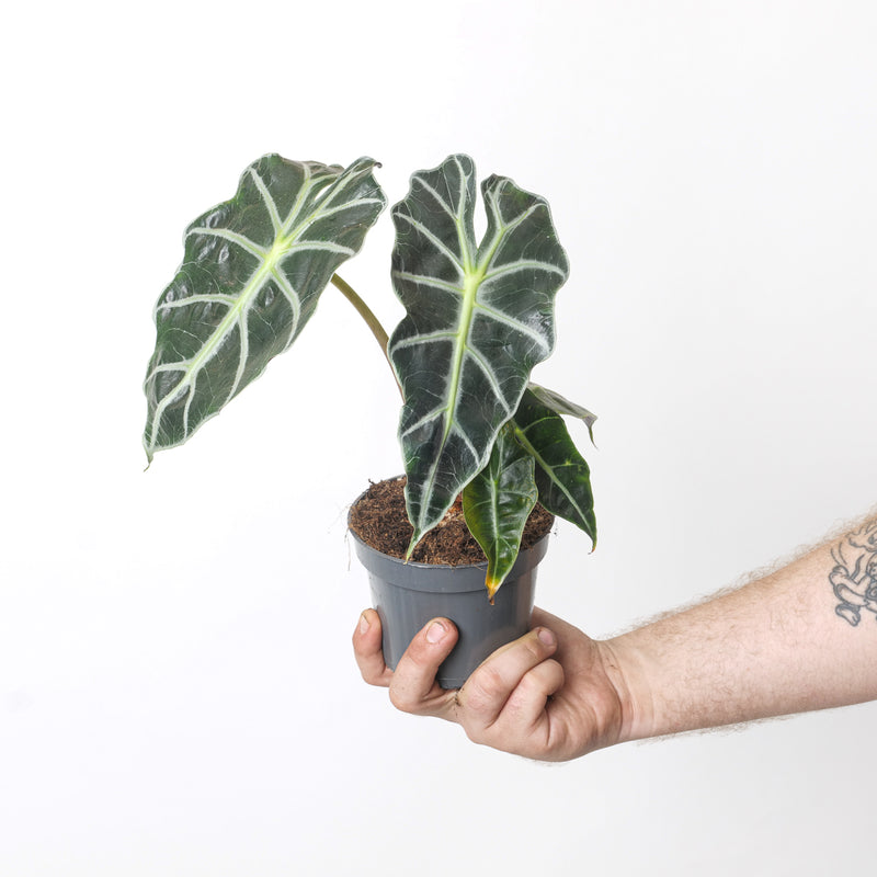 Alocasia 'Curly Bambino' 12cm Plants GrowTropicals