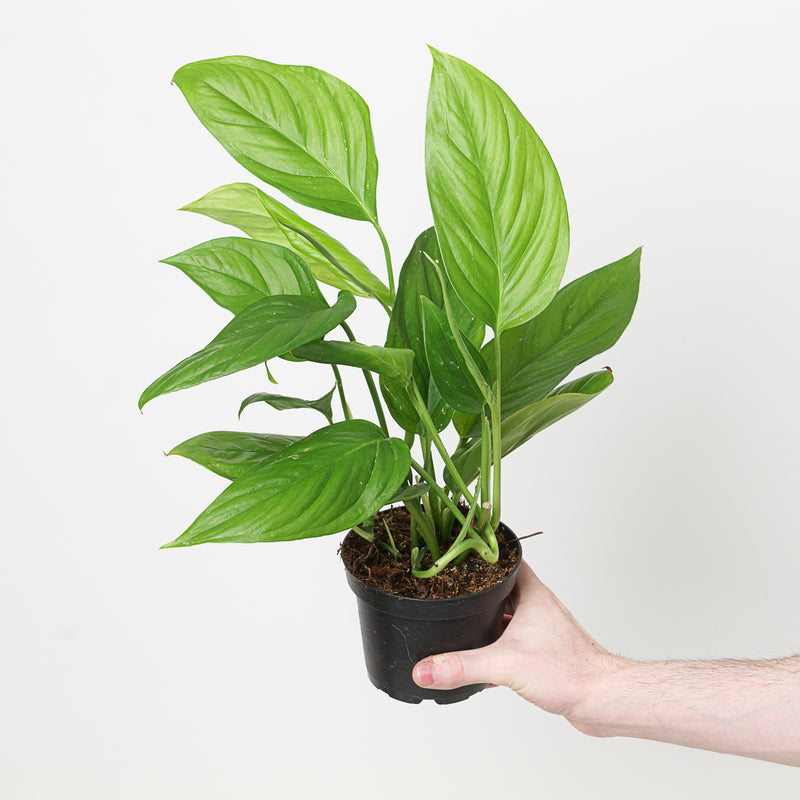 Monstera cf. obliqua 'Canelos' Plants GrowTropicals