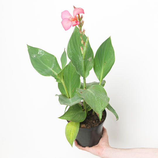 Canna indica Cannova Rose Plants - Outdoor GROW TROPICALS