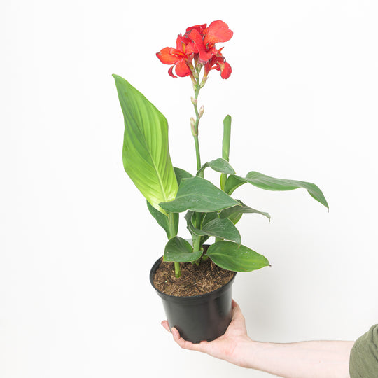 Canna indica Cannova Scarlet 17cm / 2L Plants - Outdoor GROW TROPICALS