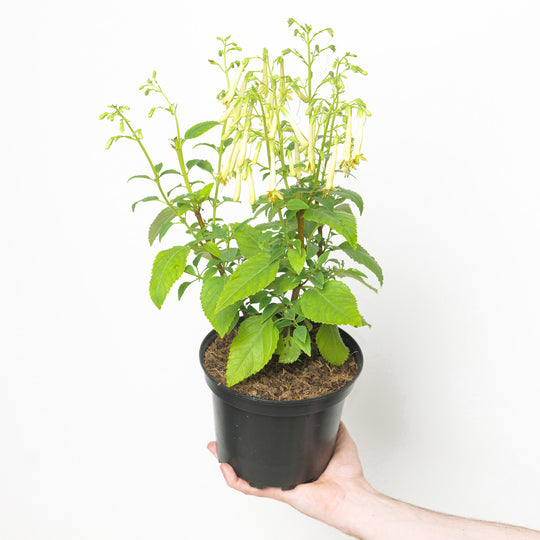 Phygelius 'Funfare Cream' (Cape Fuchsia) 17cm / 2L Plants - Outdoor GROW TROPICALS