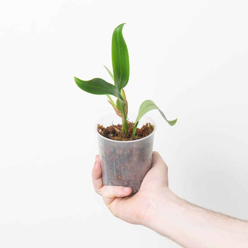 Bulbophyllum Bundle Plant Bundle GrowTropicals