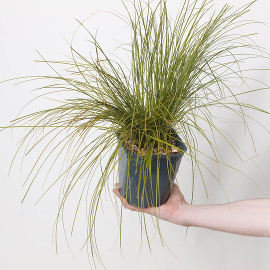 Carex testacea Prairie Fire Plants - Outdoor GROW TROPICALS