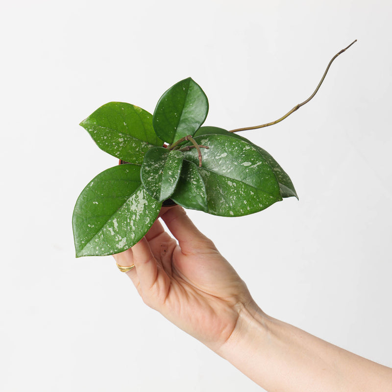 Hoya Carnosa 'Splash' Plants GrowTropicals