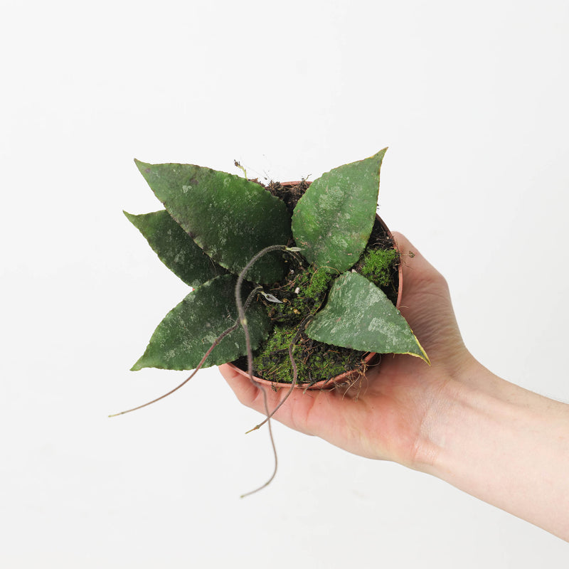 Hoya caudata aff 10.5cm Plants GrowTropicals