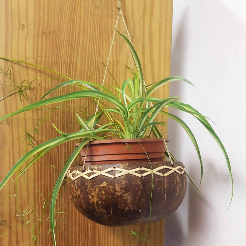 Coconut Plant Hanger Plant Hangers Siesta