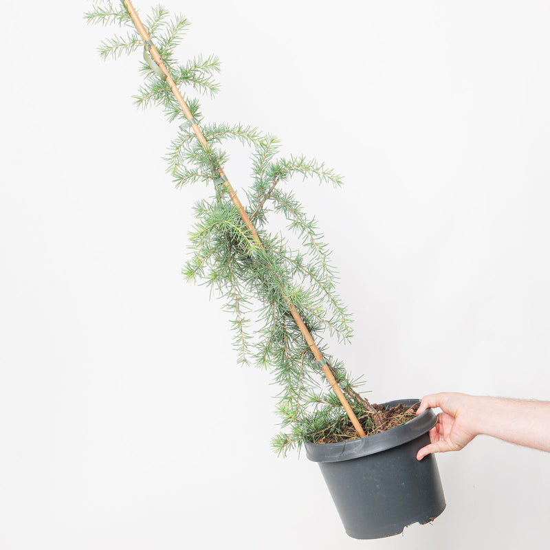 Cedrus deodara 'Pendula' weeping cedar potted plant