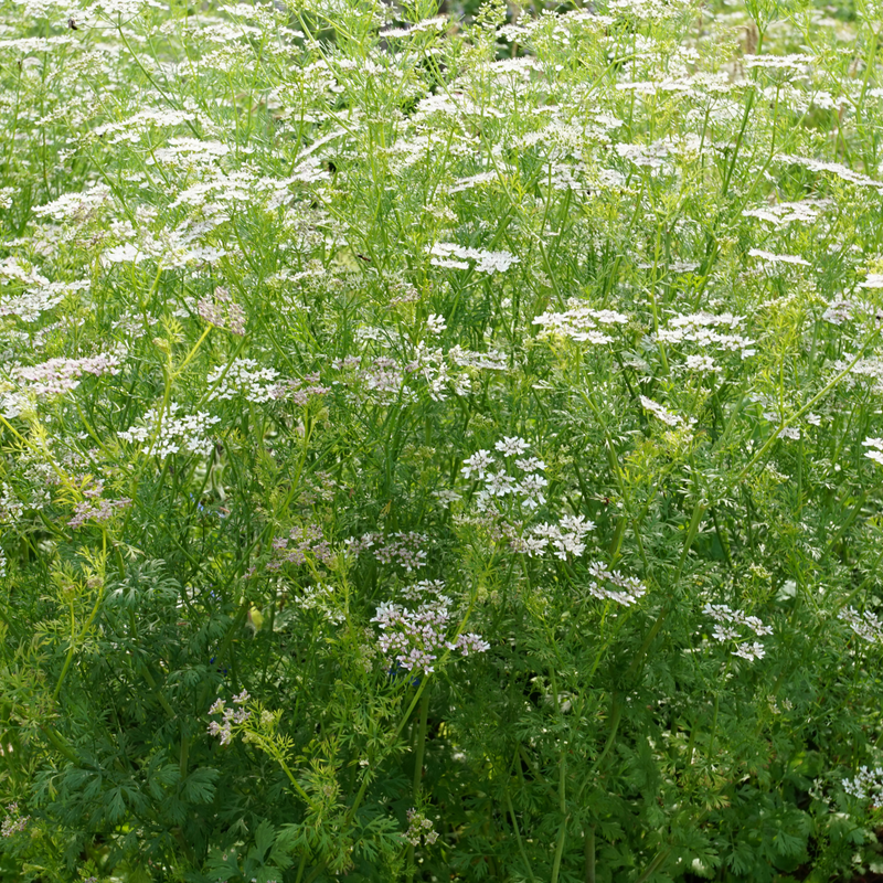 Coriander 'Thüringer' Seeds Seeds Piccolo Seeds