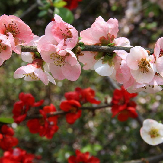 Chaenomeles cathayensis Plants - Outdoor GROW TROPICALS