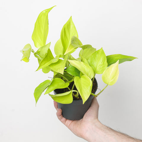 Epipremnum Champs Élysées Plants GrowTropicals