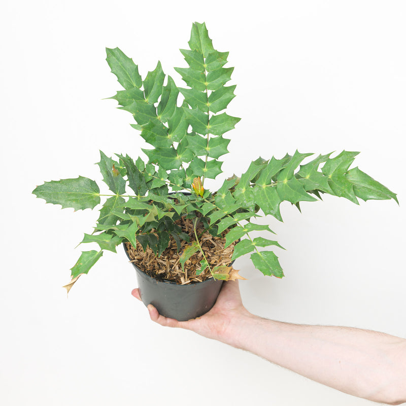 Mahonia x media 'Charity' Plants - Outdoor GROW TROPICALS