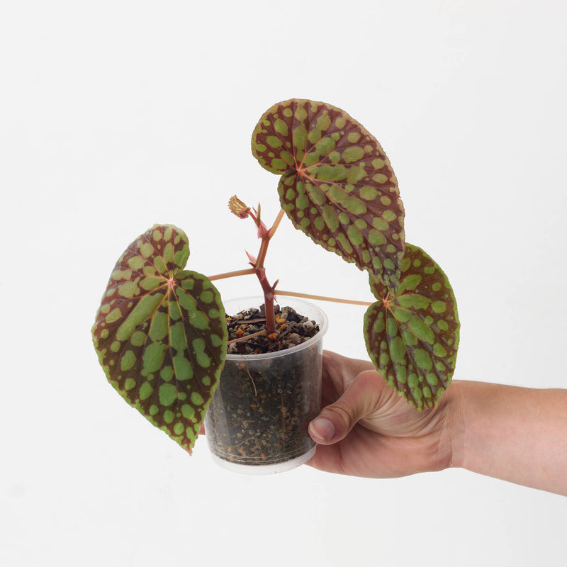 Begonia chlorosticta | Begonia U038 9cm Plants GrowTropicals