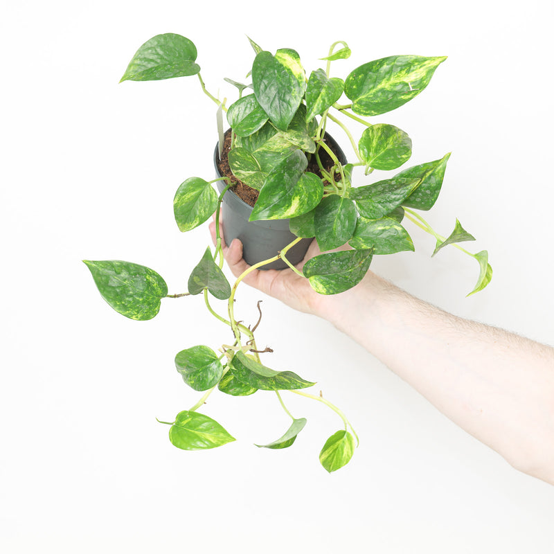 Epipremnum Churchill Gold Plants GrowTropicals