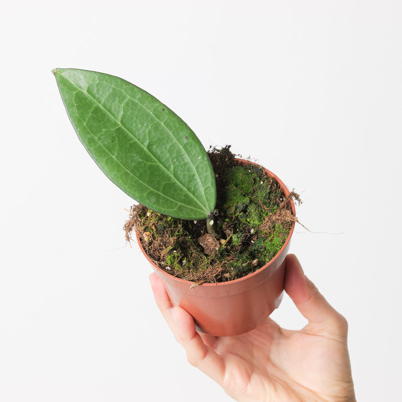 Hoya cinnamomifolia 10.5cm Plants GrowTropicals