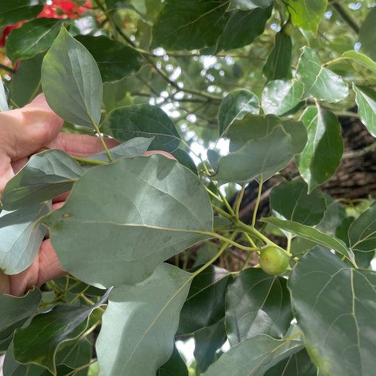 Cinnamomum camphora Plants - Outdoor GROW TROPICALS