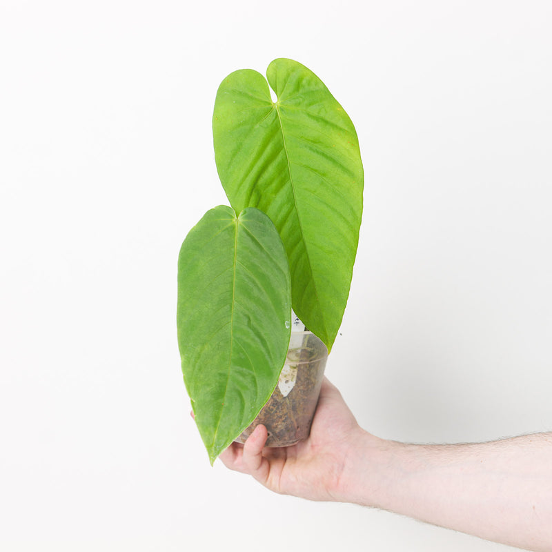 Anthurium cirinoi 'Velvet' Plants GrowTropicals