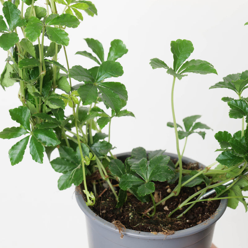 Cissus striata Plants GrowTropicals