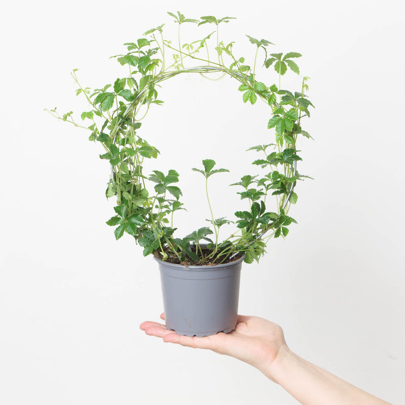 Bathroom Bundle Plant Bundle GrowTropicals