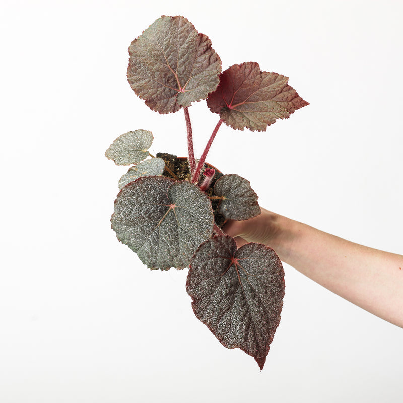 Begonia 'Taconite' Plants GrowTropicals