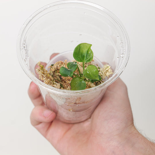 Anthurium Clarinervium x Dorayaki (Plantlet) Plants GrowTropicals