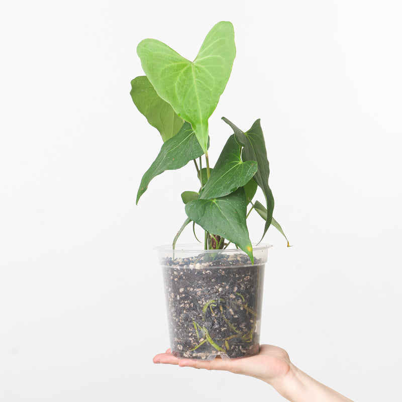 Anthurium Clarinervium x Pterodactyl Plants GrowTropicals