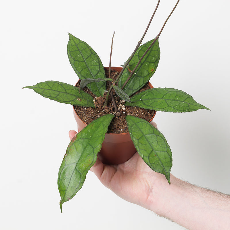 Hoya clemensiorum aff. 'Dark Red' Plants GrowTropicals