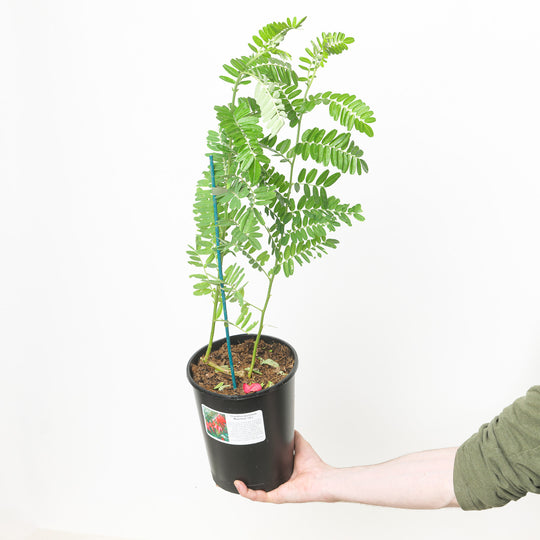 Clianthus puniceus Maximus 19cm / 3L Plants - Outdoor GROW TROPICALS