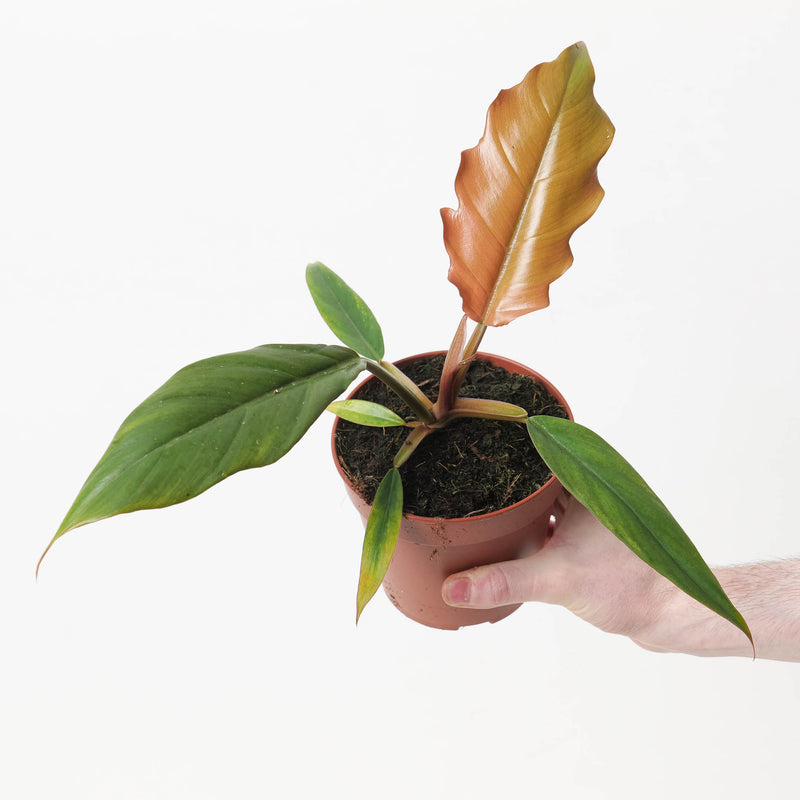 Philodendron 'Caramel Pluto' 12cm Plants GrowTropicals