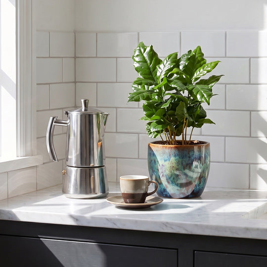 Coffea arabica coffee plant with glossy green leaves in a glazed pot beside a moka pot and espresso cup