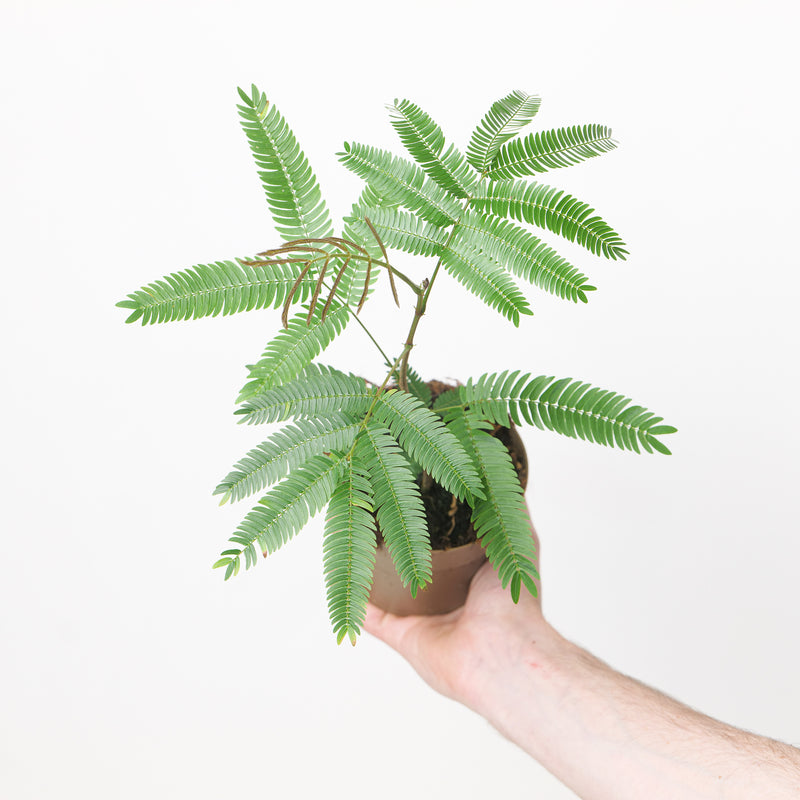 Cojoba arborea Plants GrowTropicals