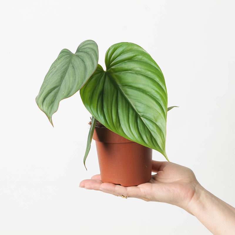 Philodendron sp. Colombia Plants GrowTropicals
