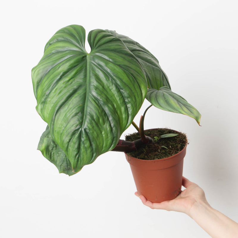 Philodendron sp. Colombia — 15cm