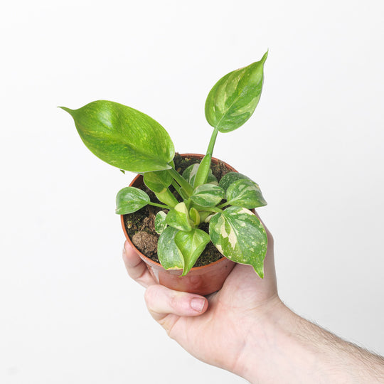 Philodendron Green Congo Variegated 9cm Plants GrowTropicals