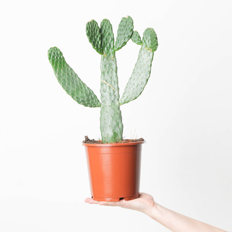 Opuntia consolea 17cm Plants GrowTropicals